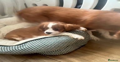 Cavalier King Charles Spaniel dogs - Advert 16