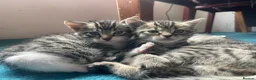 Mixed Breed cats for sale: Bengal and Russian Blue mixed kittens - Advert 1