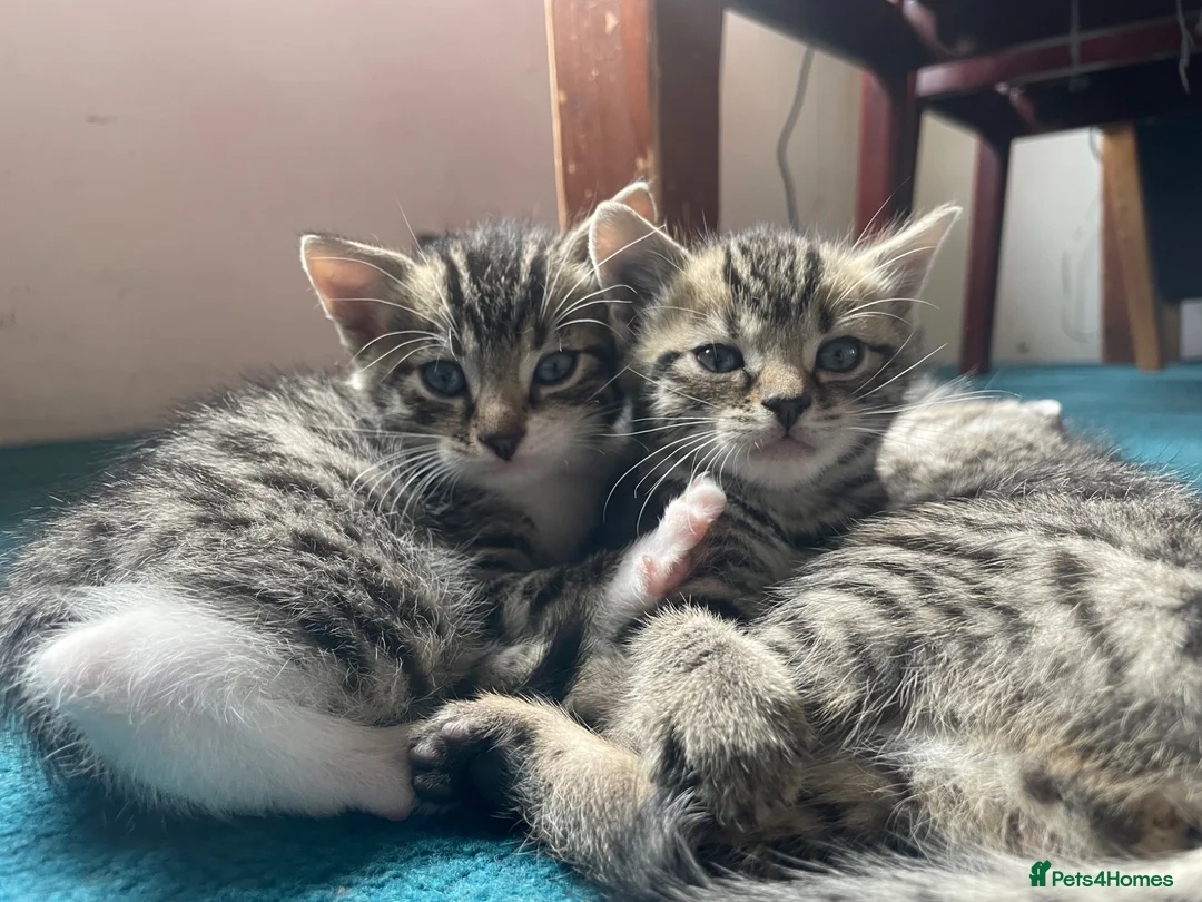 Mixed Breed cats for sale: Bengal and Russian Blue mixed kittens - Advert 1