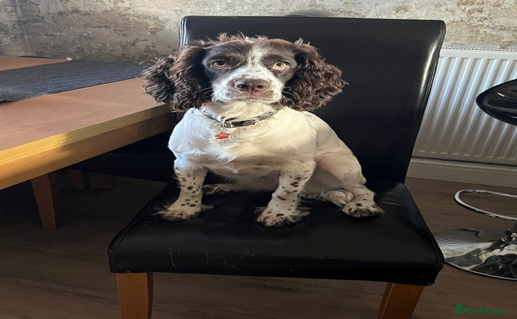 Cocker Spaniel dogs - Advert 8