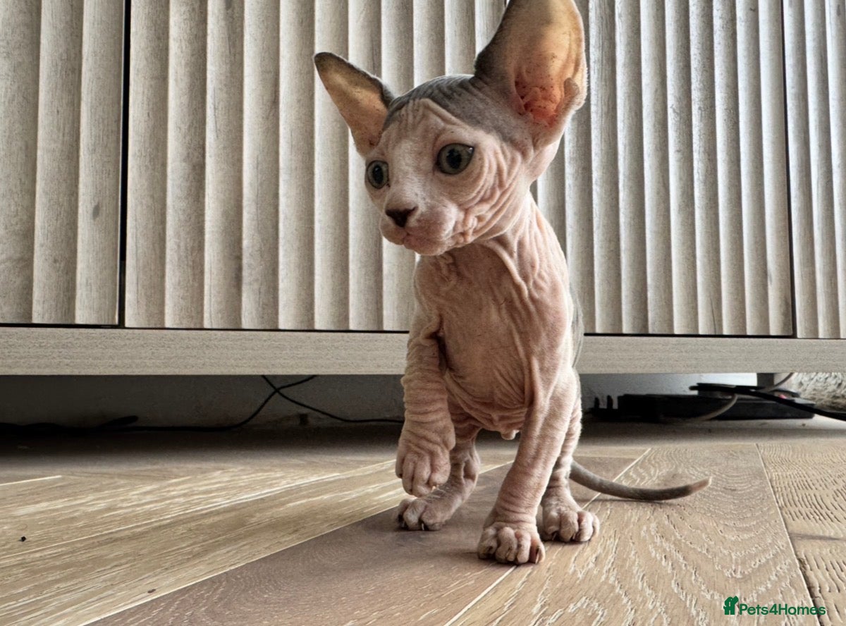 Sphynx cats Sphynx boy kitten  - Advert 7