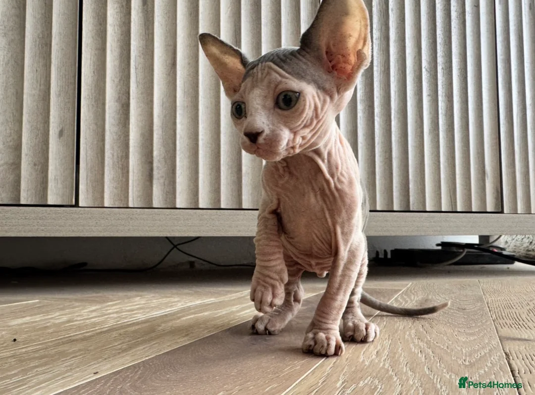 Sphynx cats for sale: Sphynx boy kitten  - Advert 1