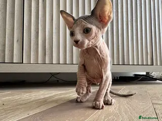 Sphynx cats Sphynx boy kitten - Advert 6