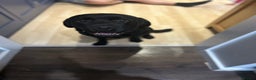 Labrador Retriever dogs for sale: Beautiful Lab - Advert 1