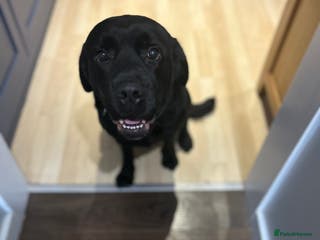 Labrador Retriever dogs Beautiful Lab - Advert 2