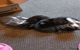 Mixed Breed cats for sale: 4 kittens  - Image 1