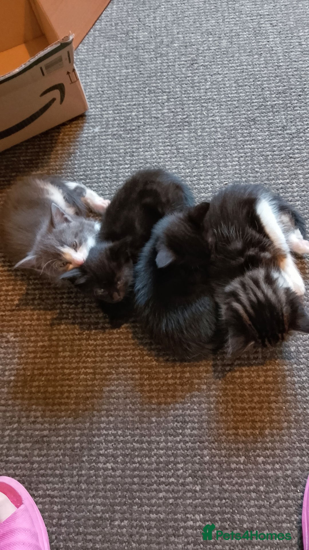 Mixed Breed cats for sale: 4 kittens  - Image 1