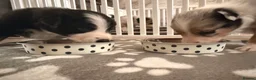 Border Collie dogs for sale: Blue Merle Tri Border Collie Puppies - Advert 15
