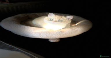British Shorthair cats - Advert 5