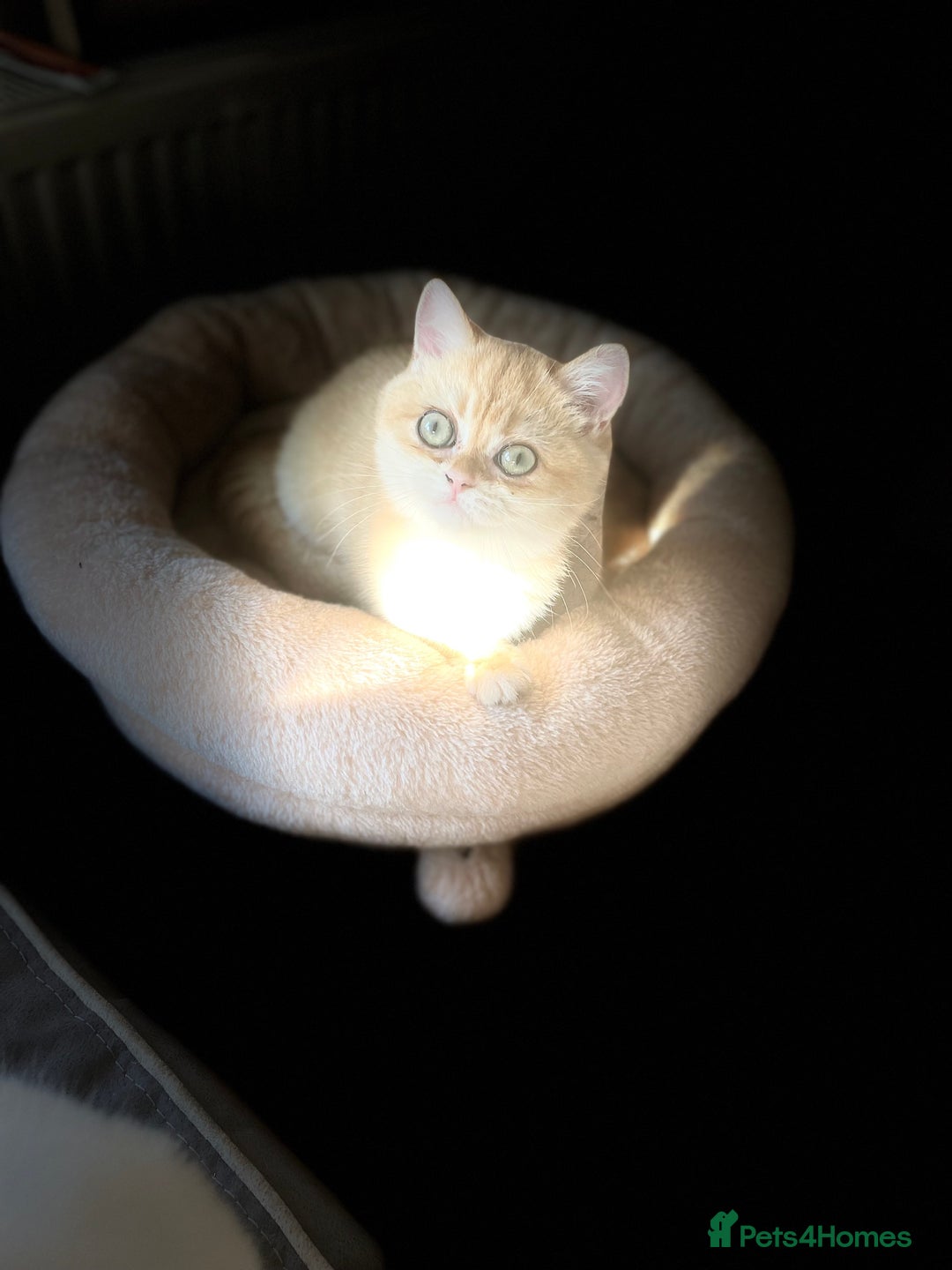 British Shorthair cats for sale: TICA & GCCF  Registered ACTIVE  Female Active  - Image 5