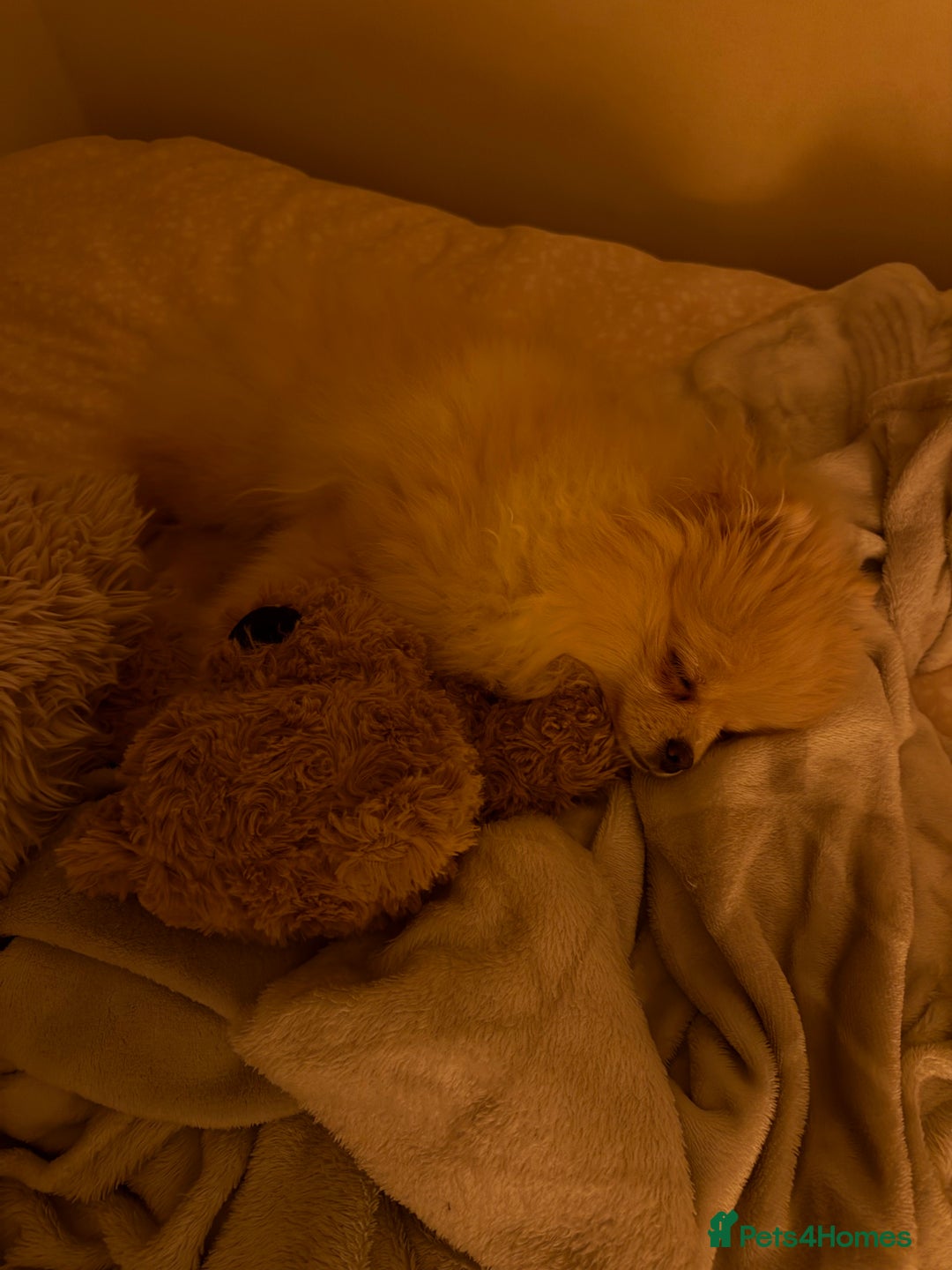 Pomeranian dogs for sale: Pomeranian Girl - Advert 3