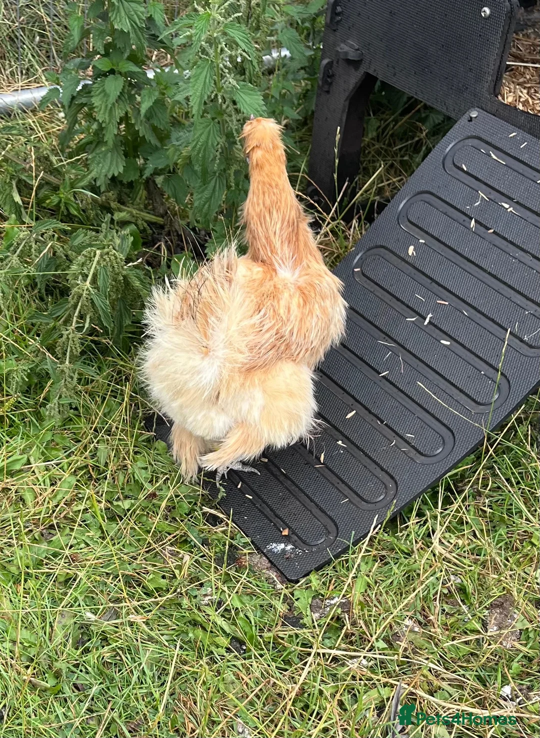 Chickens poultry for sale: Pure bred Silkie Pullets - Advert 6