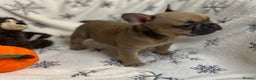 French Bulldog dogs for sale: Gorgeous French Bulldog Puppies - Advert 7