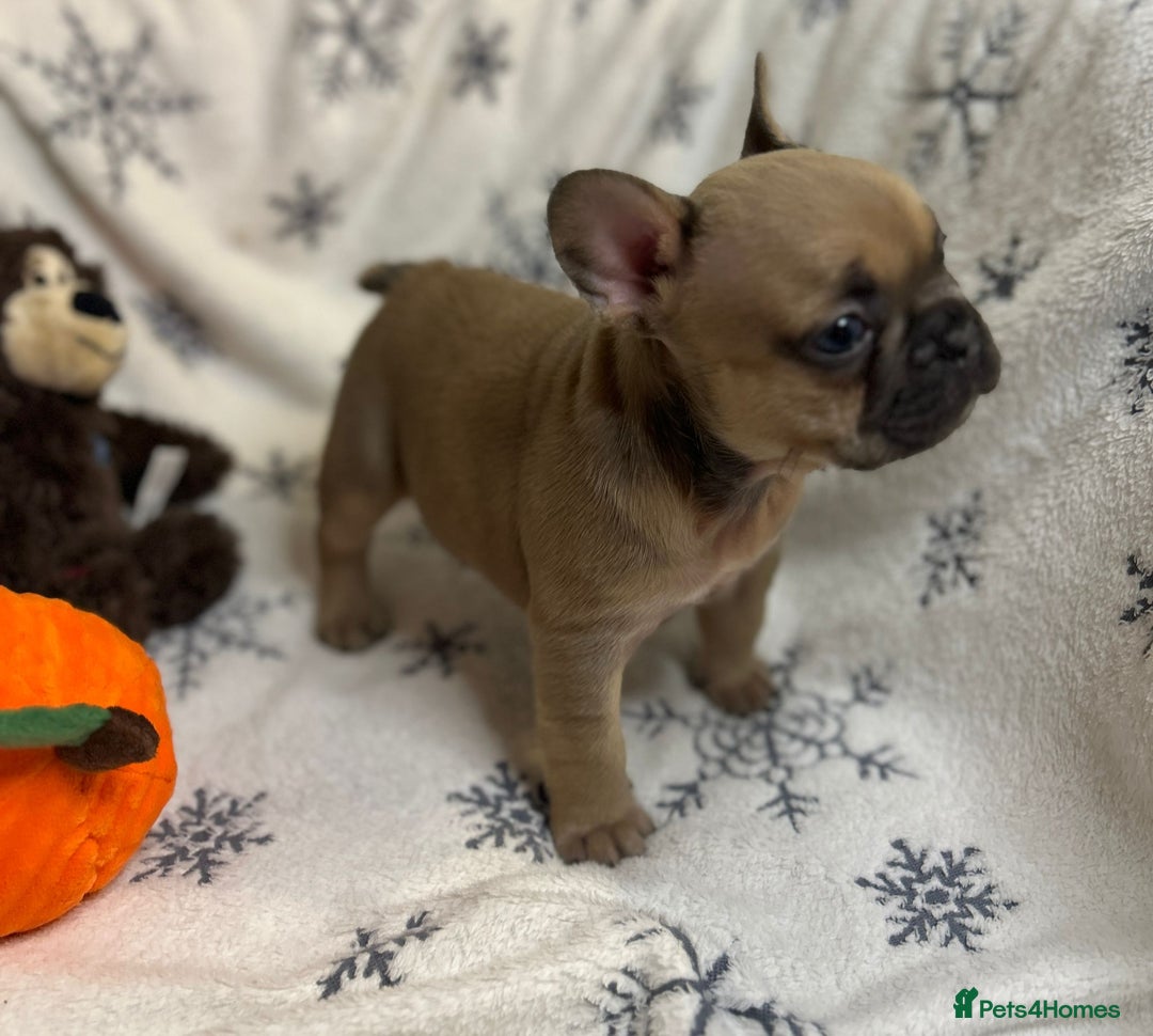 French Bulldog dogs for sale: Gorgeous French Bulldog Puppies - Advert 7