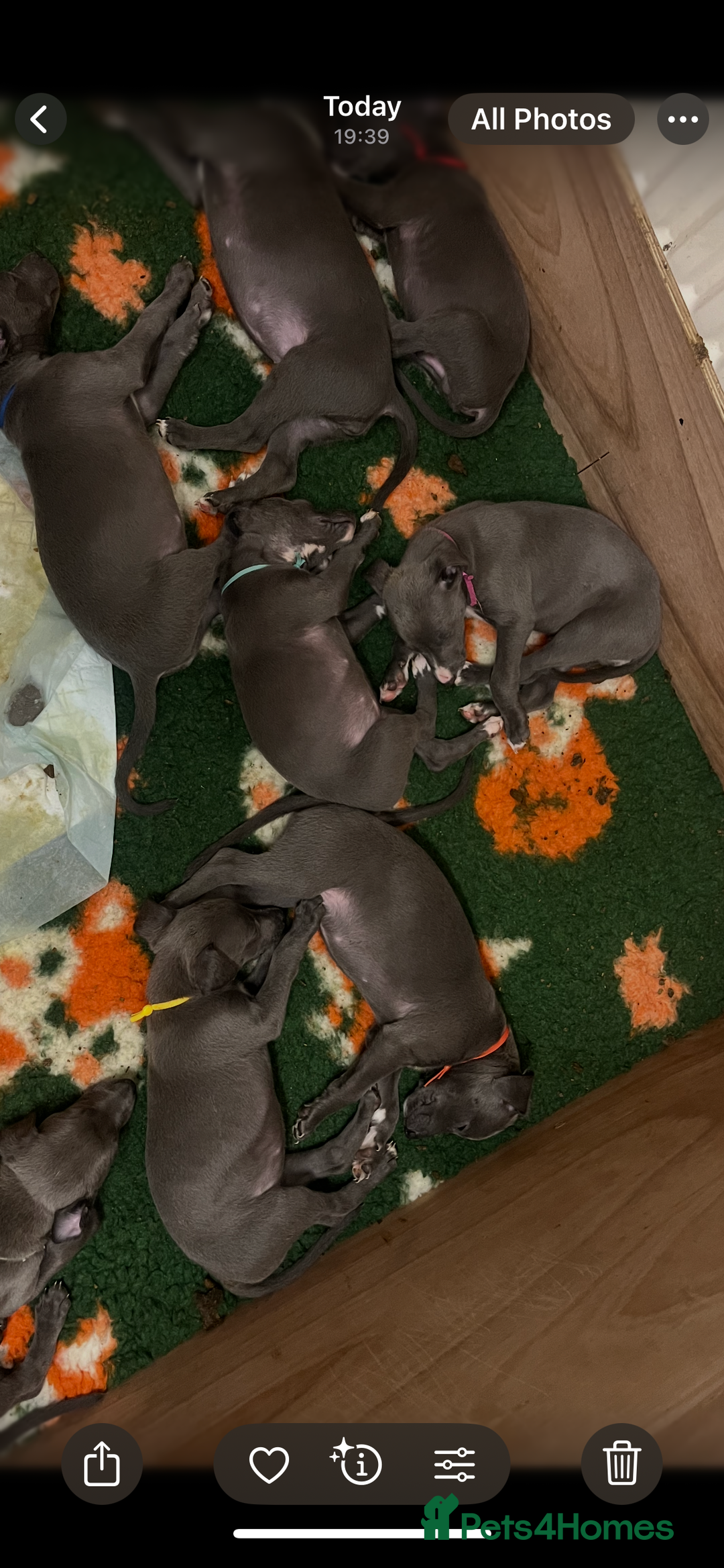 Whippet dogs for sale: Stunning Blue Whippet, white flecks  - Image 29