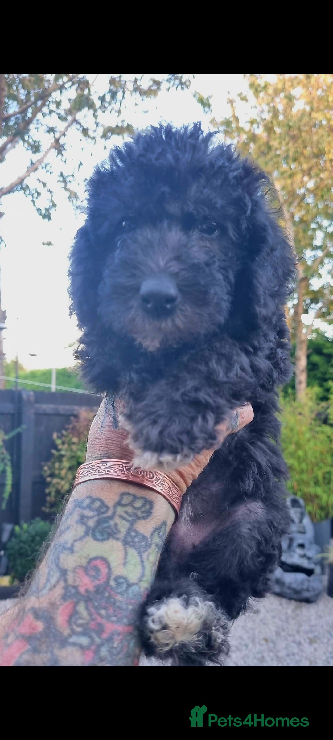 Bedlington Terrier dogs for sale: Bedlington terriers for sale  - Image 1