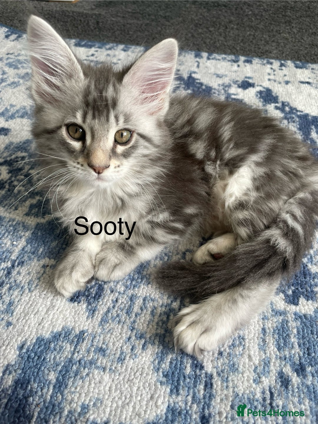 Maine Coon cats for sale: Mainecoon kittens  - Image 12