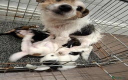 Mixed Breed dogs for sale: Jack Russell Puppies 🐶  - Image 8