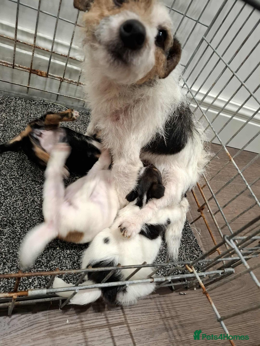 Mixed Breed dogs for sale: Jack Russell Puppies 🐶  - Image 8