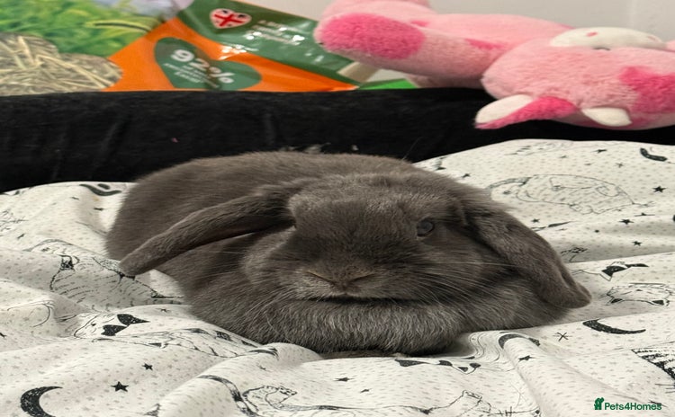 Mini Lop rabbits - Advert 1