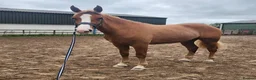 Irish Draught horses for sale: Magnificent Marjorie - Advert 1