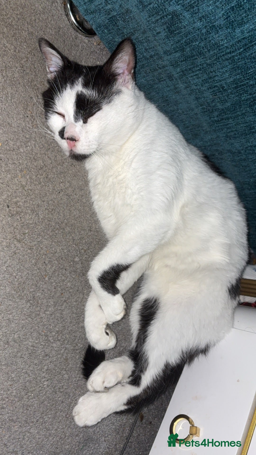 Mixed Breed cats for sale: Ivar maine coon cross - Advert 1
