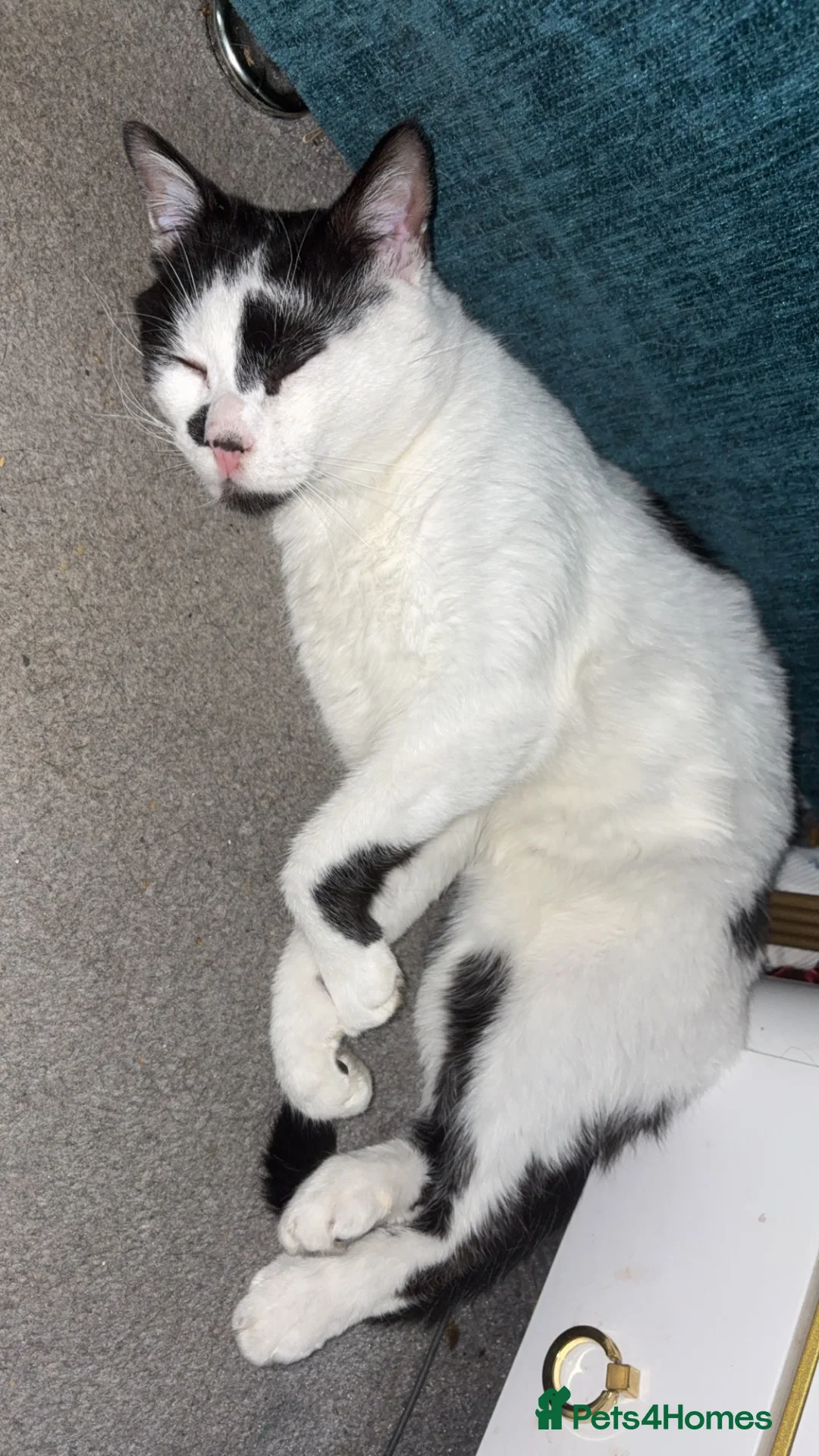 Mixed Breed cats for sale: Ivar maine coon cross in Catterick Garrison - Advert 1