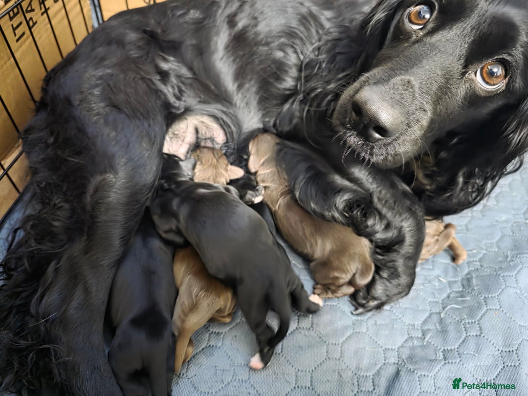 Cocker Spaniel dogs for sale: beautiful working cocker spaniel puppies - Advert 1