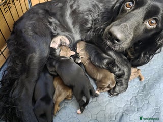 Cocker Spaniel dogs beautiful working cocker spaniel puppies - Advert 16