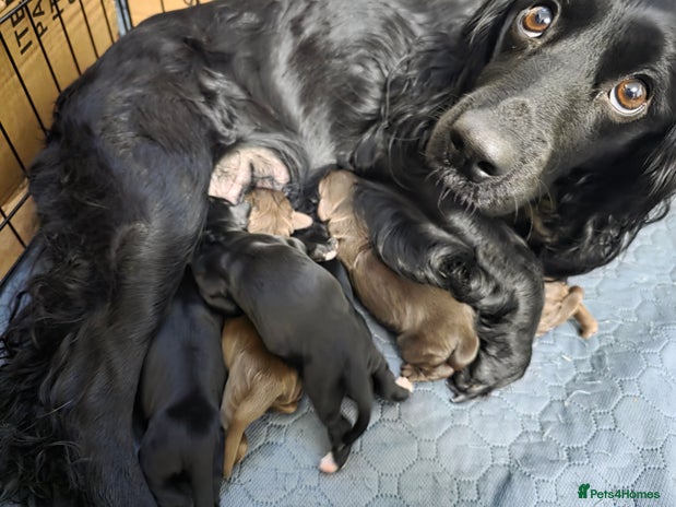 Cocker Spaniel dogs beautiful working cocker spaniel puppies - Advert 1