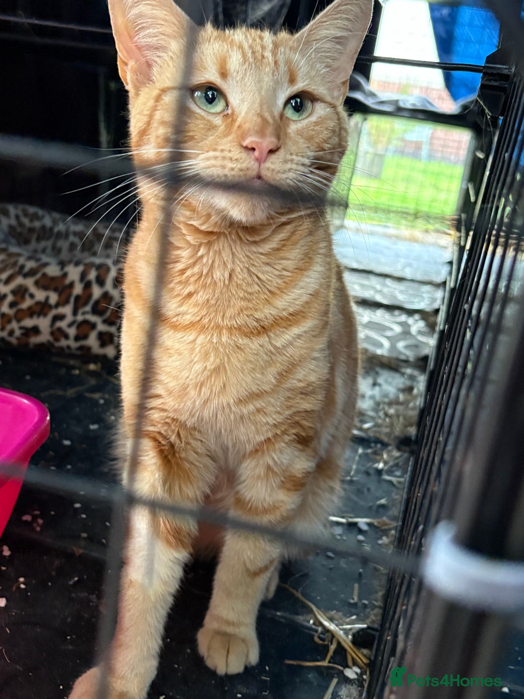 Domestic Shorthair cats for sale: Rimber and simba, our ginger rescues 🧡 - Image 3