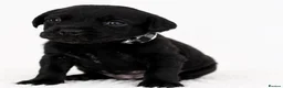 Labrador Retriever dogs for sale: LABRADOR RETRIEVER PUPPIES – HEALTH TESTED - Advert 5