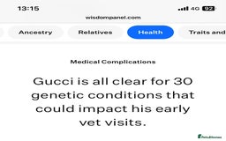 Maltese dogs for stud: ❤️health tested Tiny Korean Maltese boy❤️ - Image 14