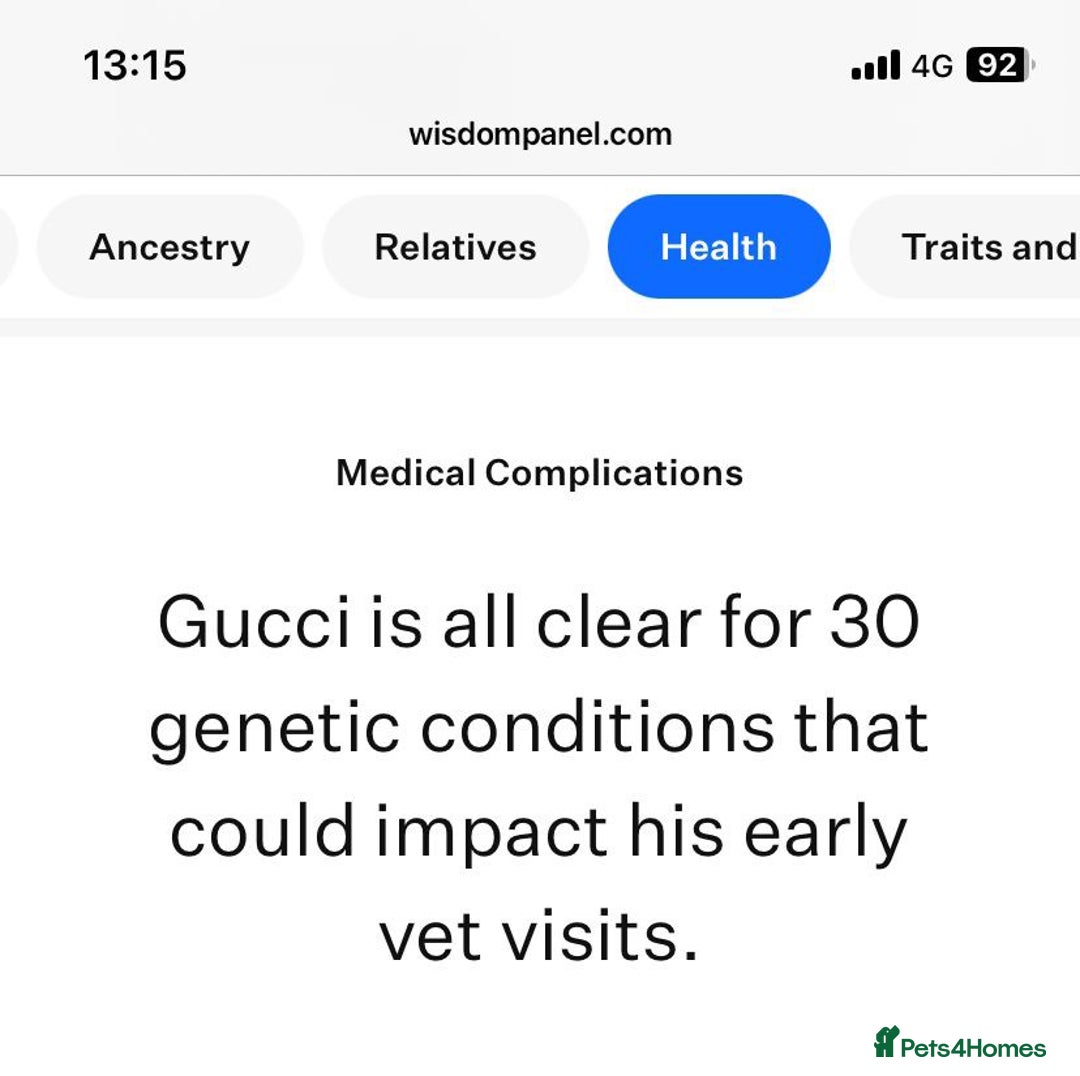 Maltese dogs for stud: ❤️health tested Tiny Korean Maltese boy❤️ - Image 14