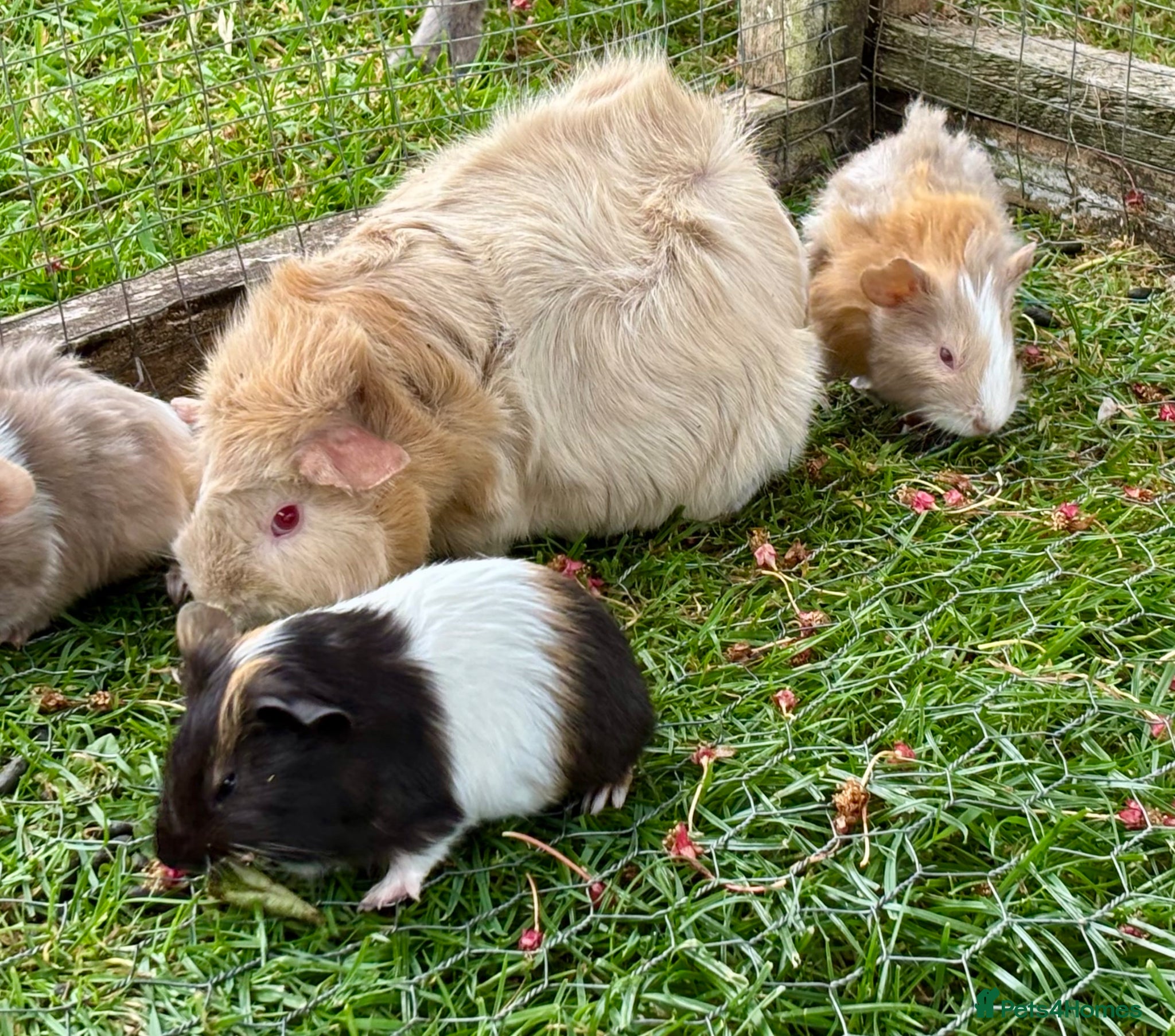 Guinea Pig rodents Baby Guinea Pigs for sale - Advert 1
