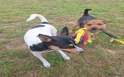 Patterjack dogs for stud: Jack Russell cross Patterdale for stud - Image 15