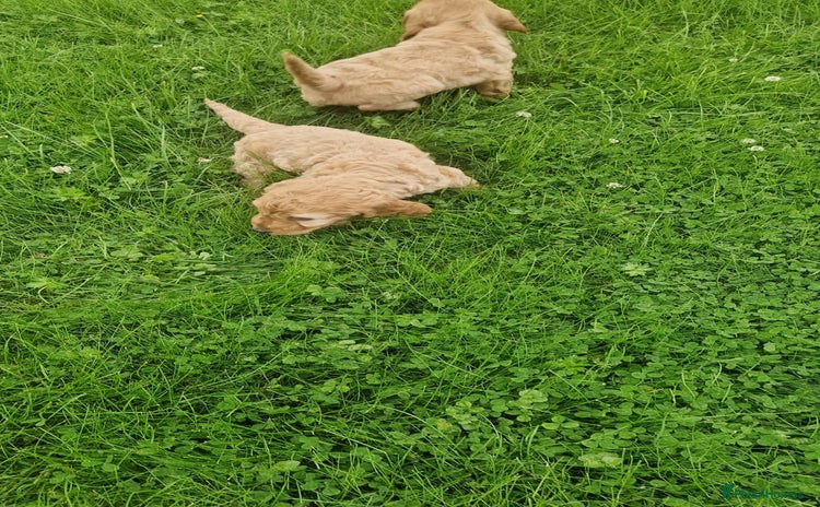 Cavapoo dogs - Advert 14
