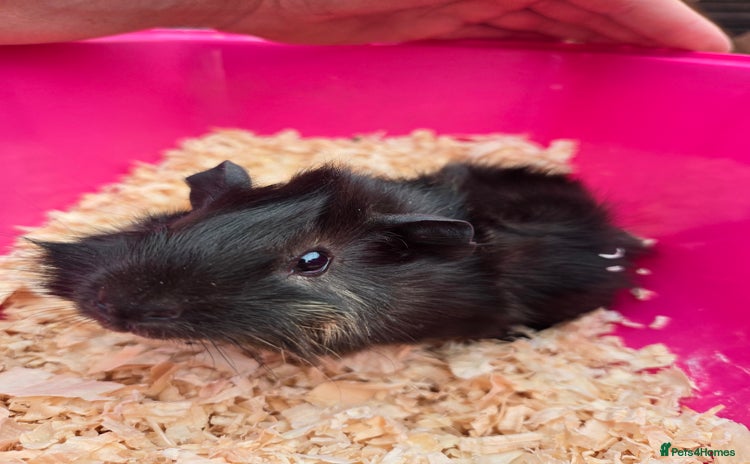 Guinea Pig rodents - Advert 1