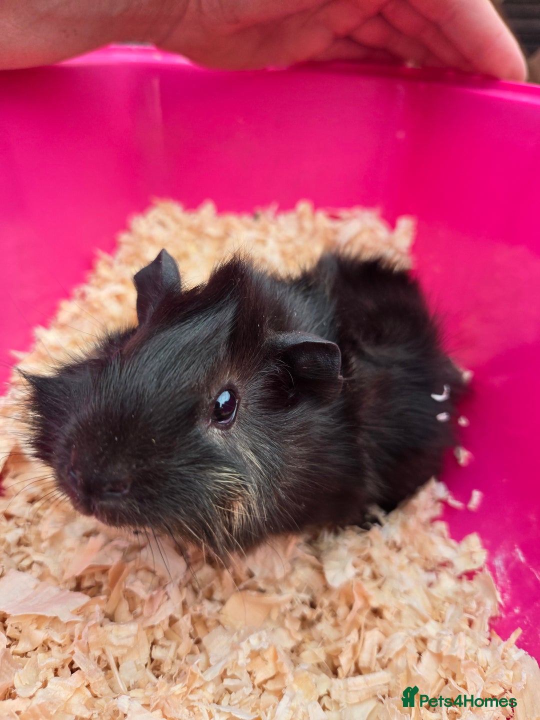 Guinea Pig rodents for sale: 3 baby boy Guinea pigs  - Image 1