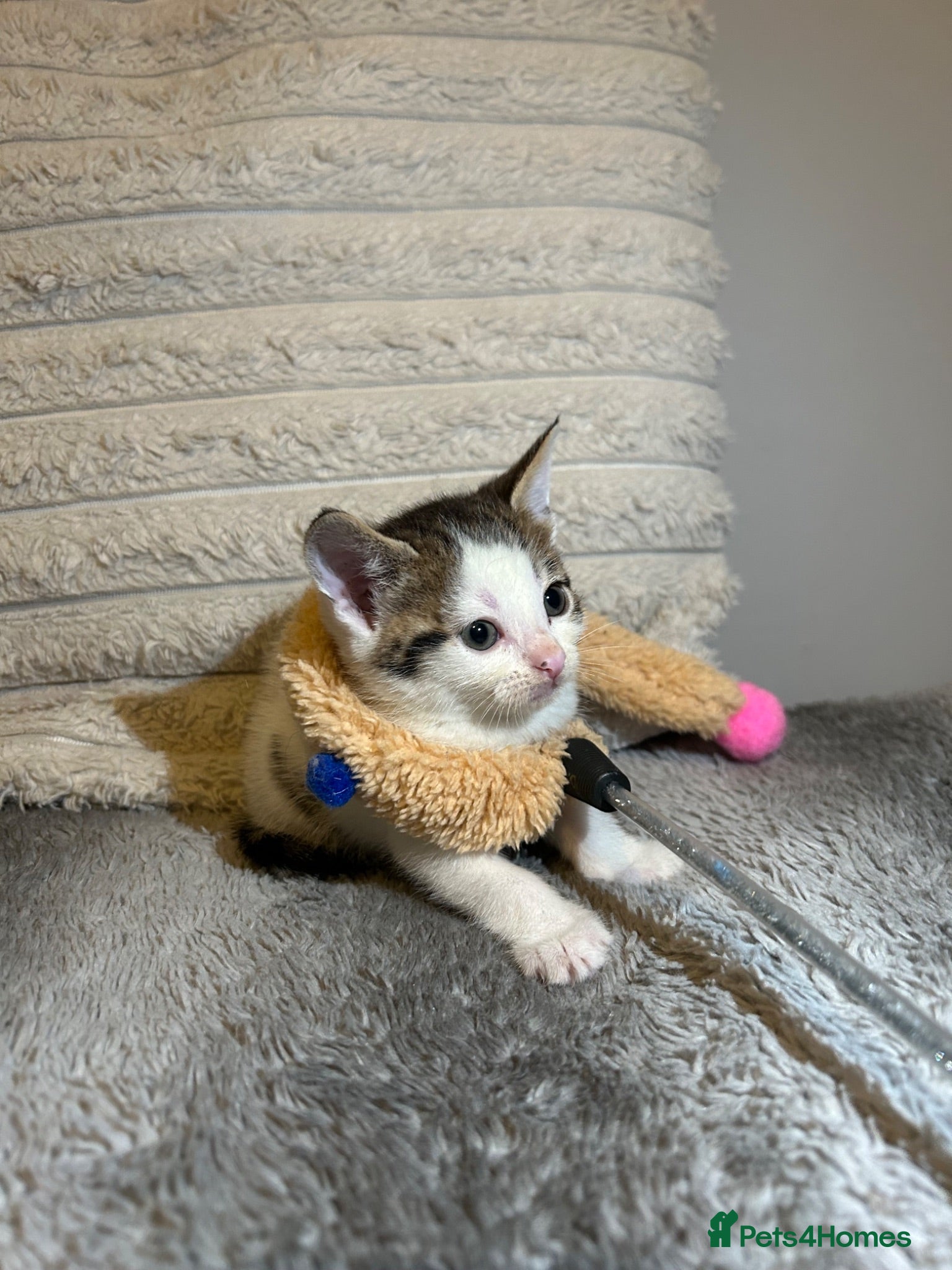 Mixed Breed cats 2 beautiful kittens ready to go now! - Advert 1