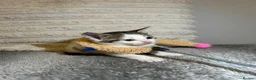 Mixed Breed cats for sale: 2 beautiful kittens ready to go now! - Advert 1