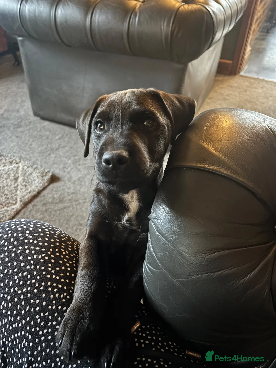 Patterdale Terrier dogs for sale: Gorgeous patterdale pups for sale - Advert 1