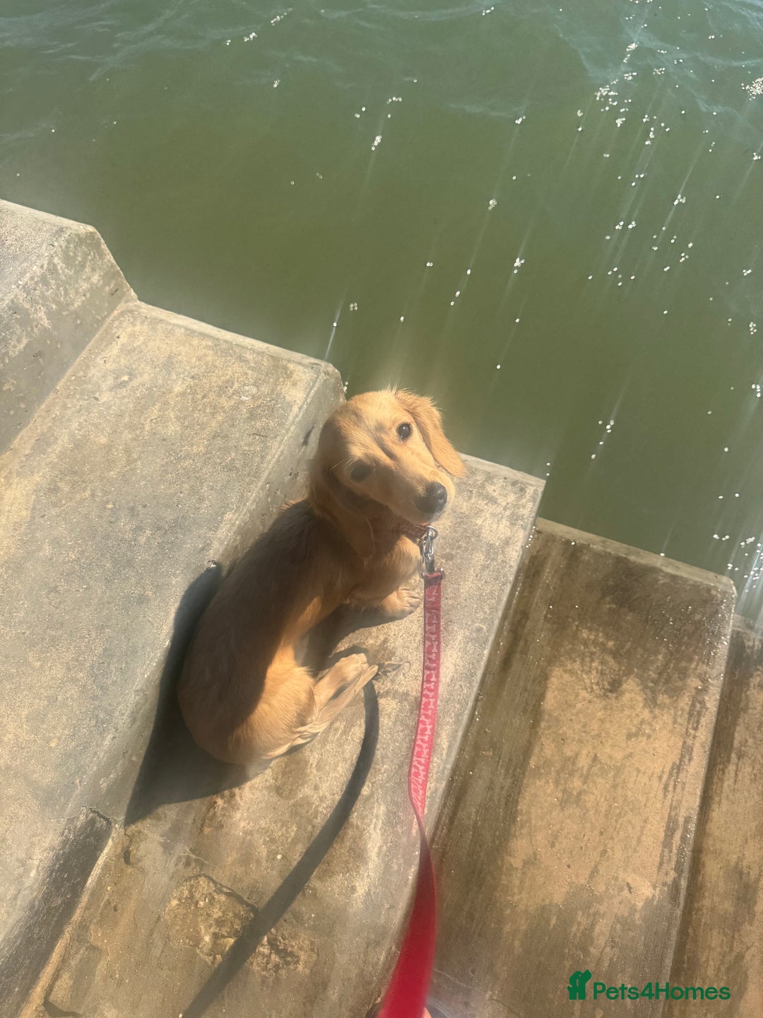 Miniature Dachshund dogs for sale: Bhodi  - Image 4