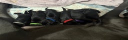 Cane Corso dogs for sale: 12 beautiful cane corso puppies 🐾 - Advert 27