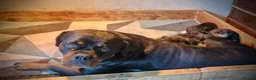 Rottweiler dogs for sale: Beautiful Rottweiler Puppies  in Chessington - Advert 19