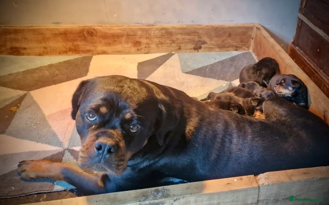 Rottweiler dogs for sale: Beautiful Rottweiler Puppies  in Chessington - Advert 19