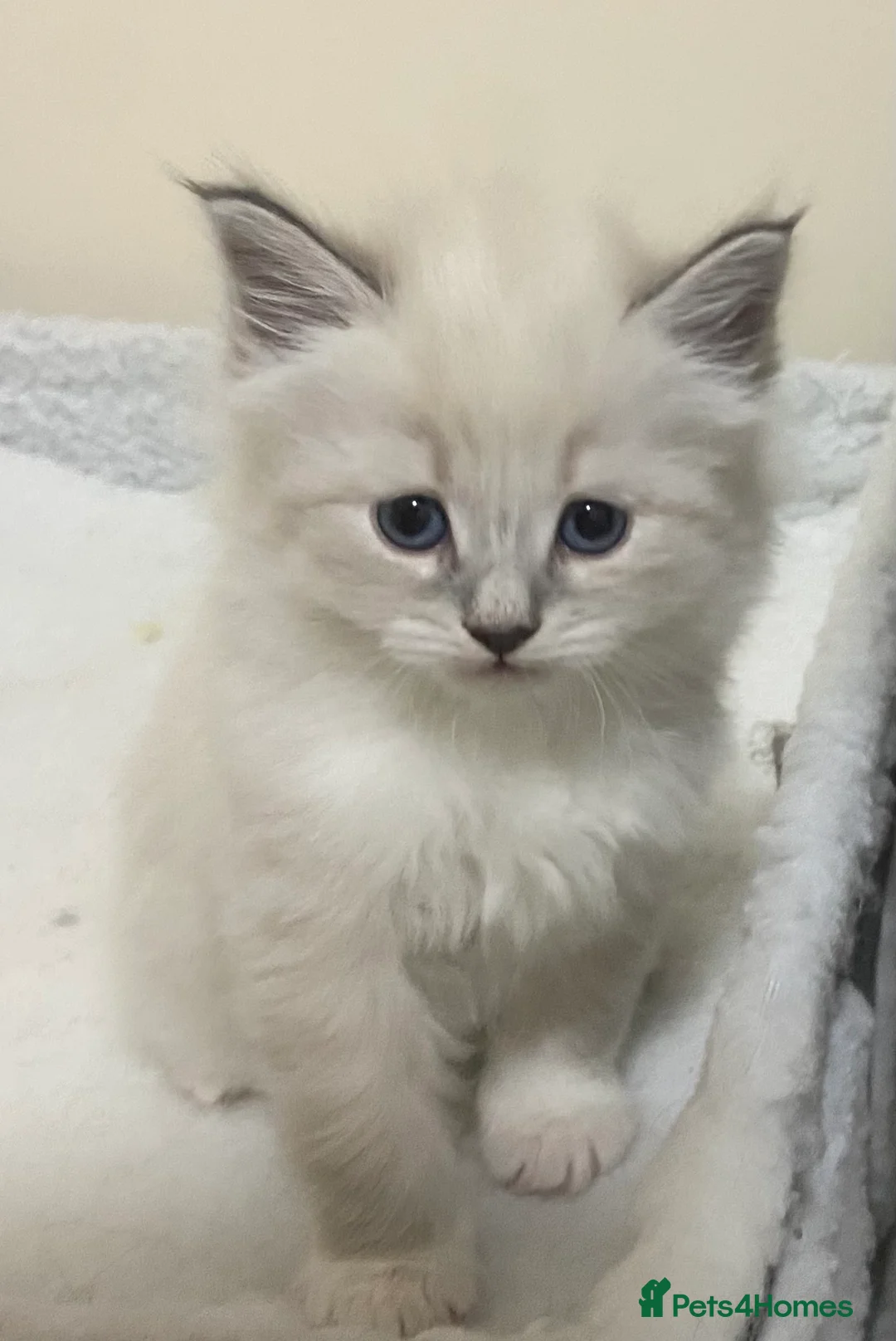 Siberian cats for sale: Siberian Kittens Neva Masquerade White - Advert 7