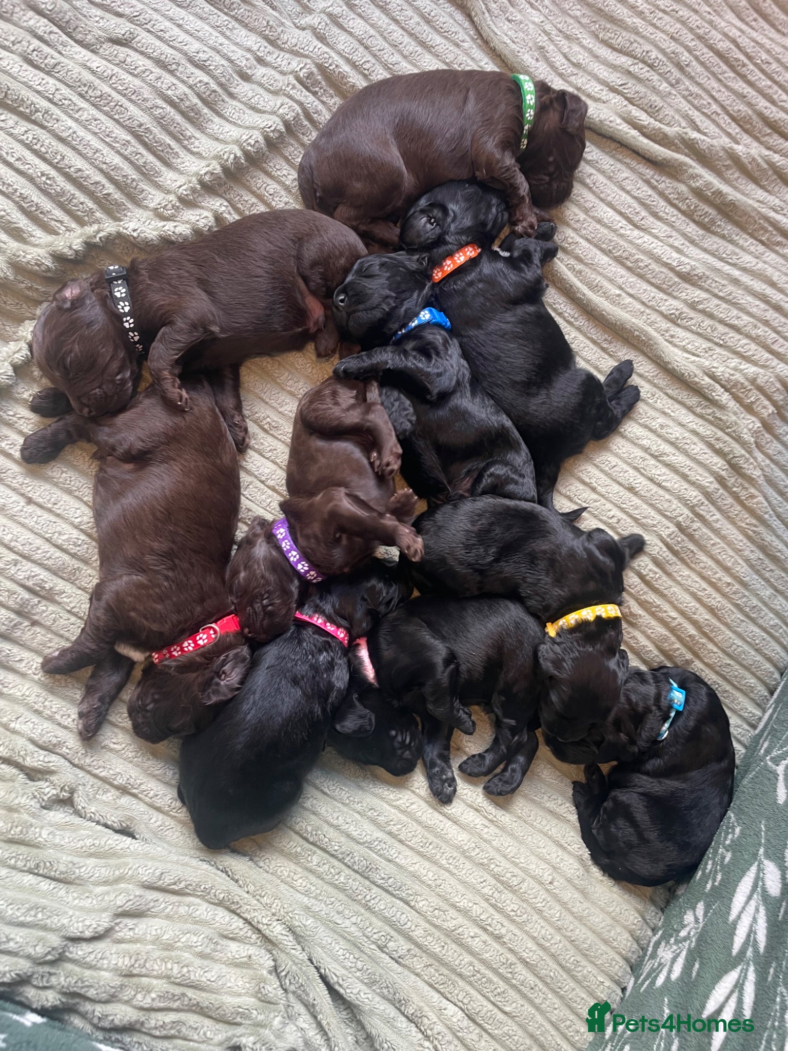 Cockapoo dogs Cockerpoo Puppies - Advert 12