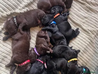 Cockapoo dogs Cockerpoo Puppies - Advert 12