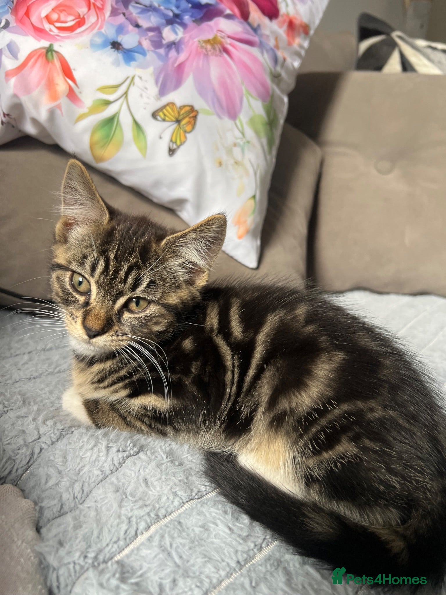 Mixed Breed cats Baby Girl Kitten for Sale 🐱 - Advert 7